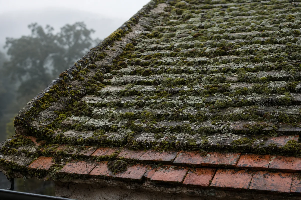 Versant nord en tuile plate couvert de mousse sur une villa de Bois-le-Roi en lisière de forêt